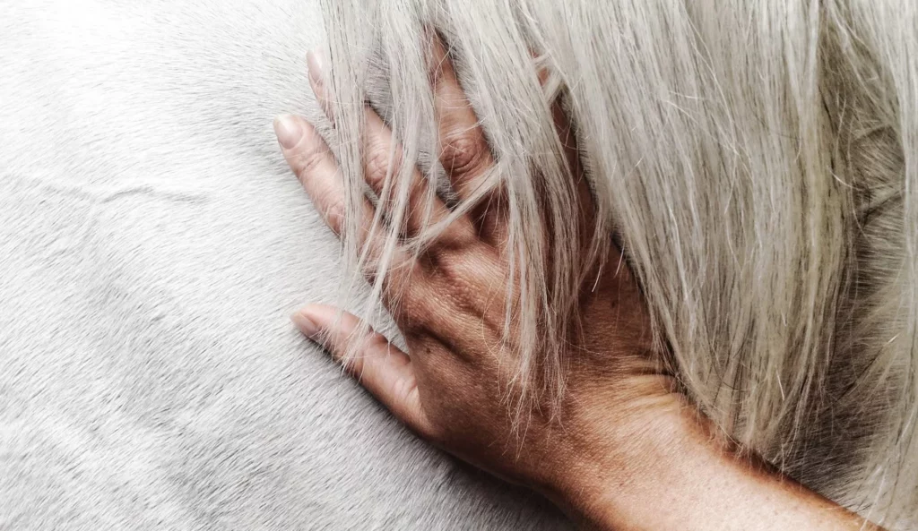 close-up of a hand touching the white coat of a horse