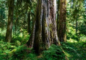 Ancient cedar tree trunk with moss and ferns in a vibrant green forest