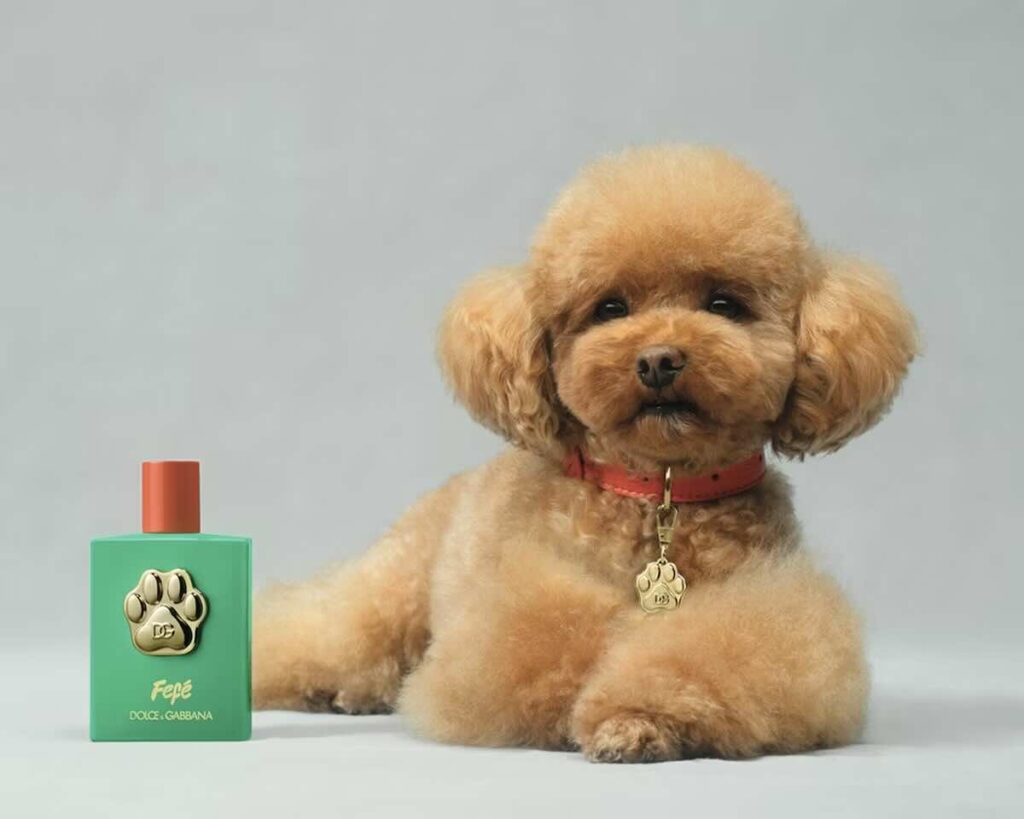 Luxury dog perfume with dog showing fashion crossover in petcare trends