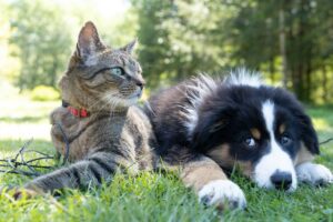 Cat and dog lying on grass outdoors, showing alert and natural cat and dog friendship