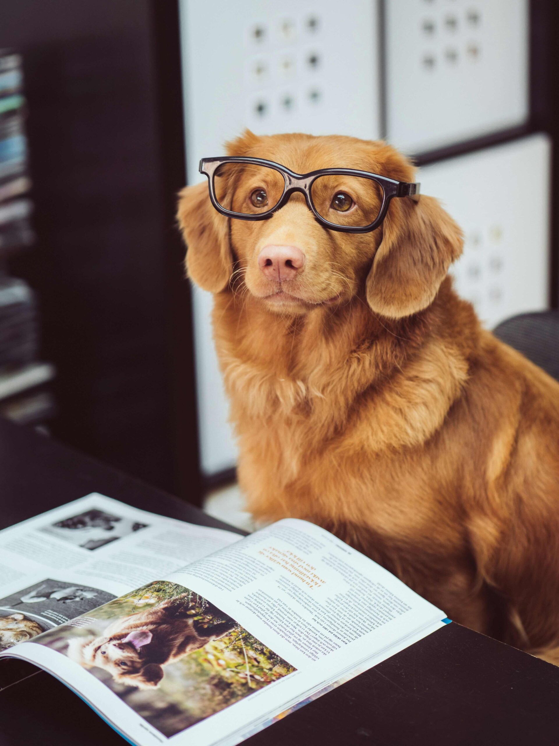 Dog wearing glasses looking at a book illustrating humanisation in petcare trends