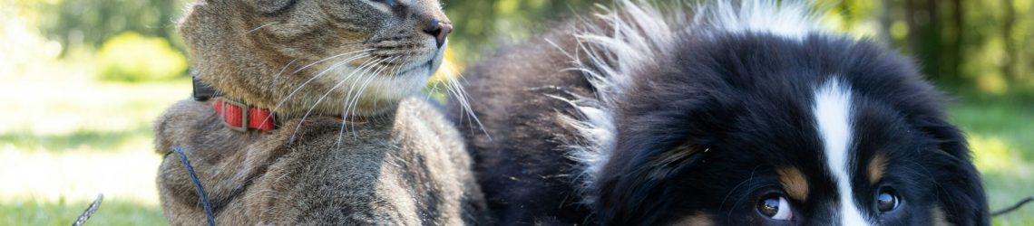 Cat and dog lying on grass outdoors, showing alert and natural cat and dog friendship