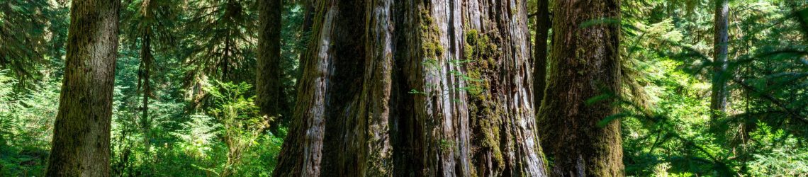 Ancient cedar tree trunk with moss and ferns in a vibrant green forest